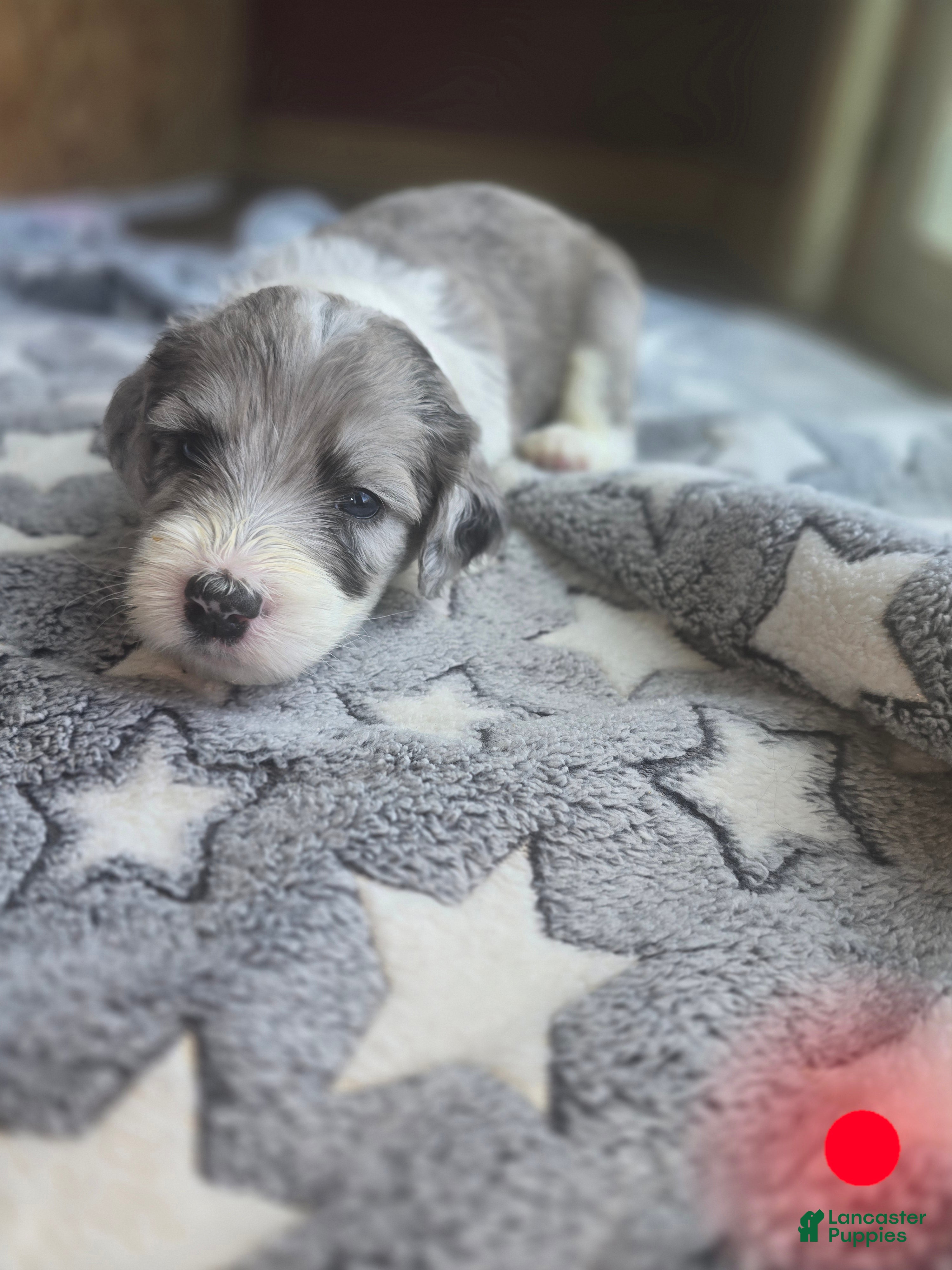 Sheepadoodle dogs Begonia -Red collar - Ad 14