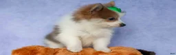 Pomeranian dogs for sale: Ernie🐾 - Ad 8