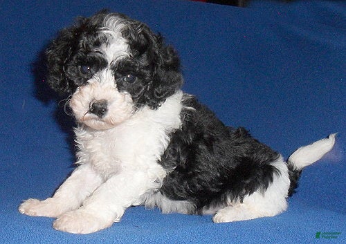 Shihpoo dogs Snoopy - Ad 2