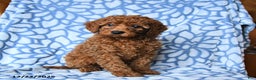 Mini Goldendoodle dogs for sale: Cindy - Ad 1