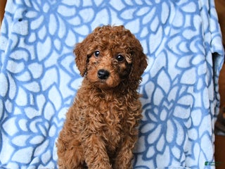 Mini Goldendoodle dogs Cindy - Ad 32