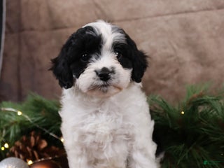 Cavapoo dogs Snockflake - Ad 7