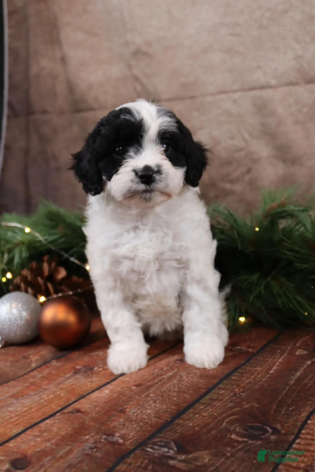 Cavapoo dogs for sale: Snowflake - Ad 2