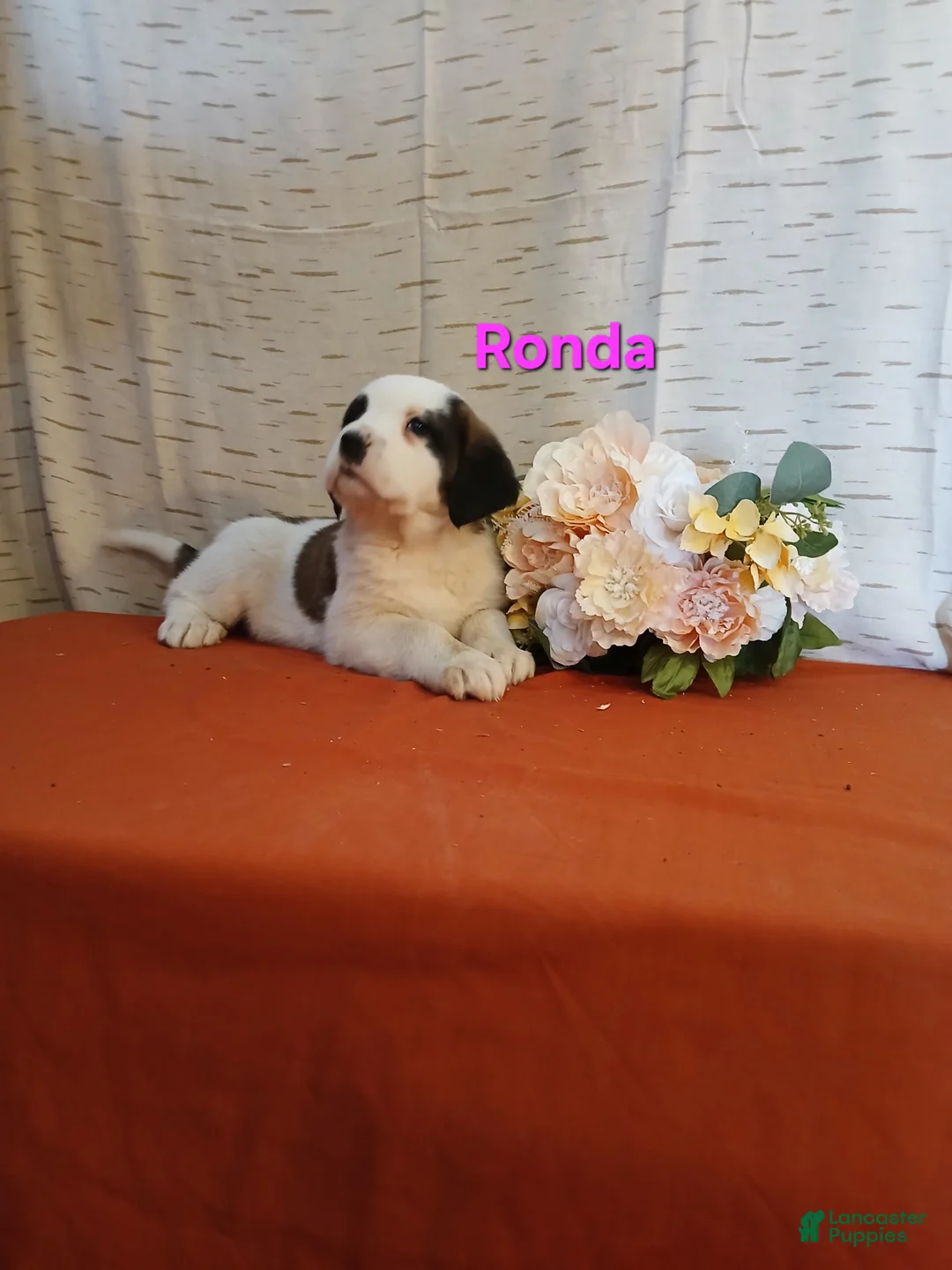Saint Bernard dogs for sale: Ronda - Ad 2