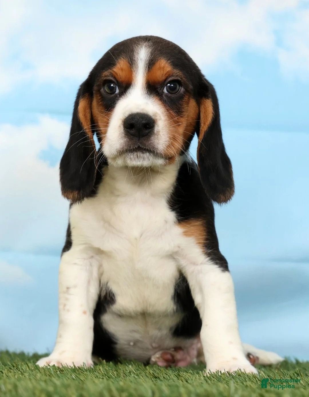 Beagle dogs for sale: Buck - Ad 1