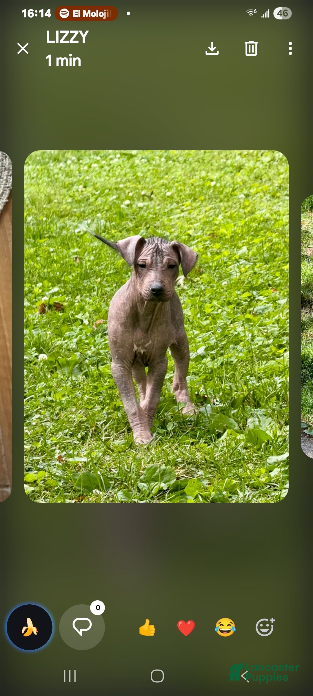 Peruvian Hairless Dog