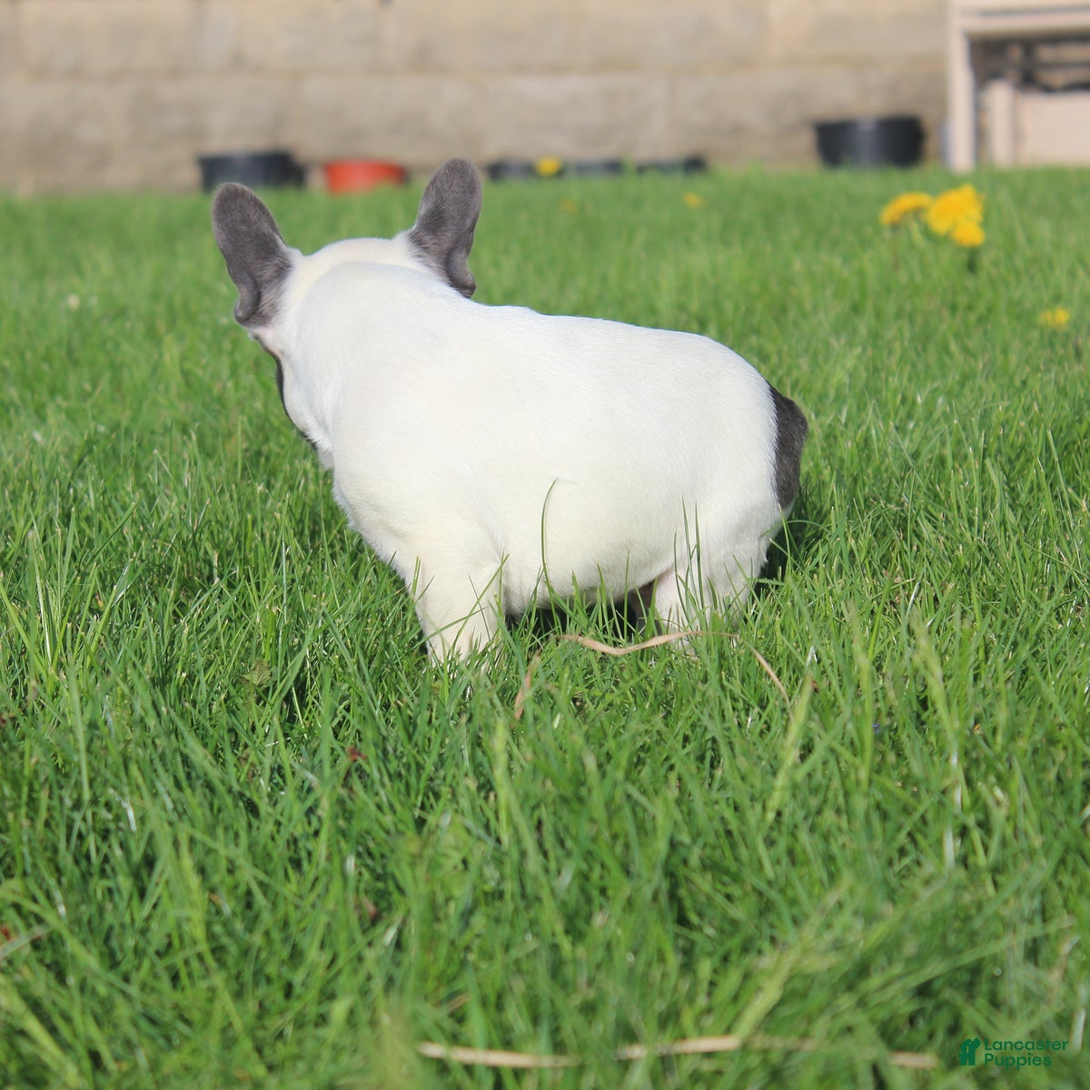 French Bulldog dogs Stiles - Ad 2