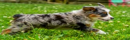 Mini Aussiedoodle dogs for sale: Gavin - Ad 9
