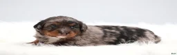 Mini Bernedoodle dogs for sale: Candy  - Ad 10