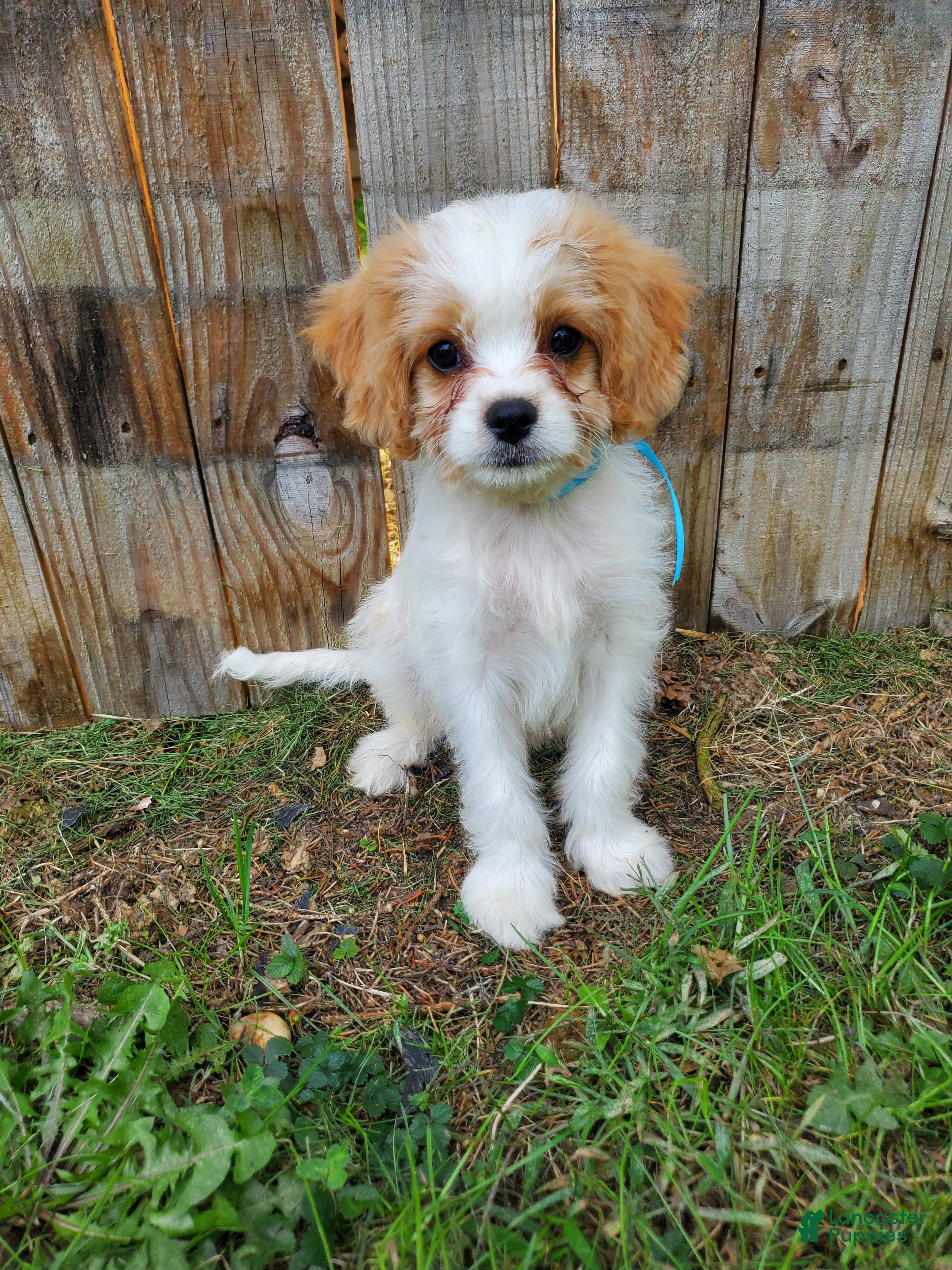 Cavachon dogs Blitz - Ad 2