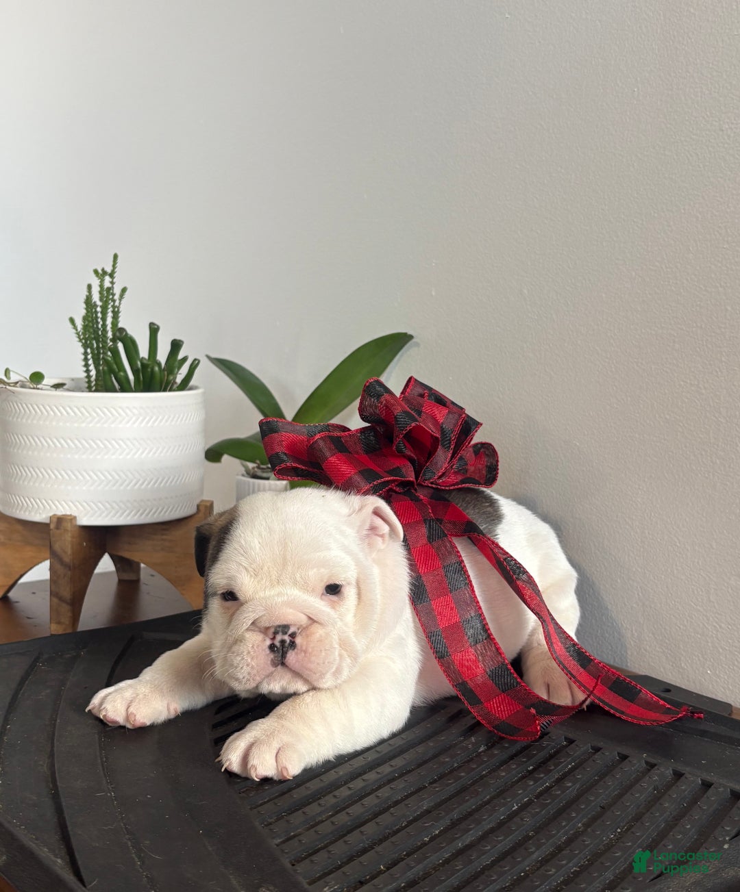 English Bulldog dogs for sale: Echo - Ad 1