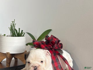 English Bulldog dogs Echo - Ad 36