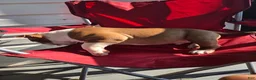 American Bully dogs for sale: Big Pun - Ad 2