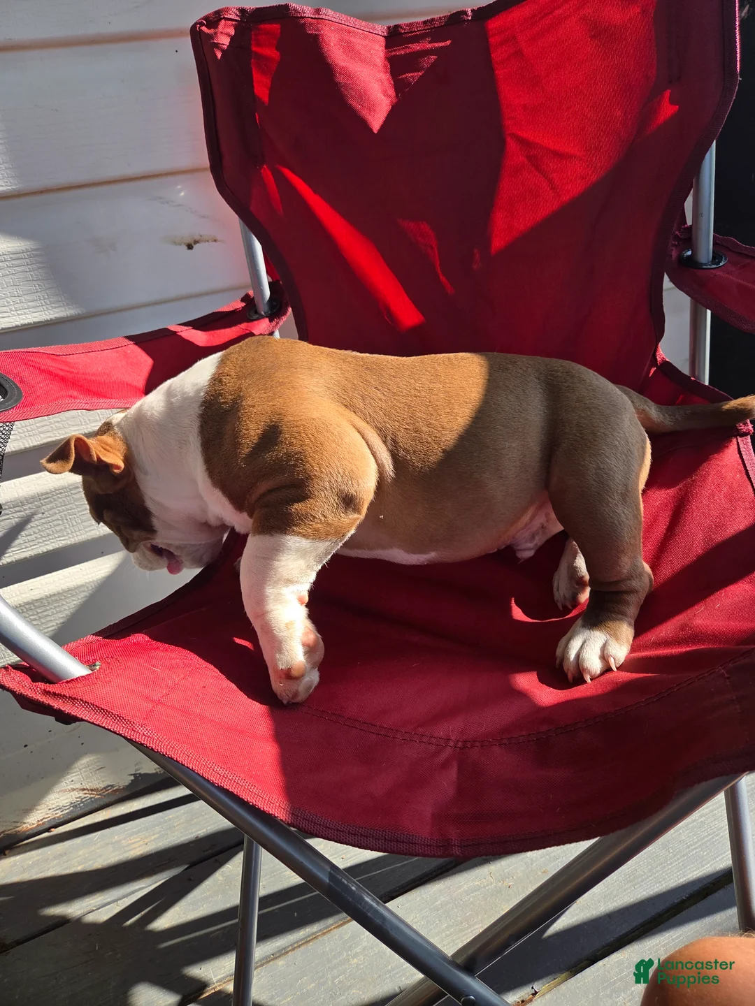 American Bully dogs for sale: Big Pun - Ad 2