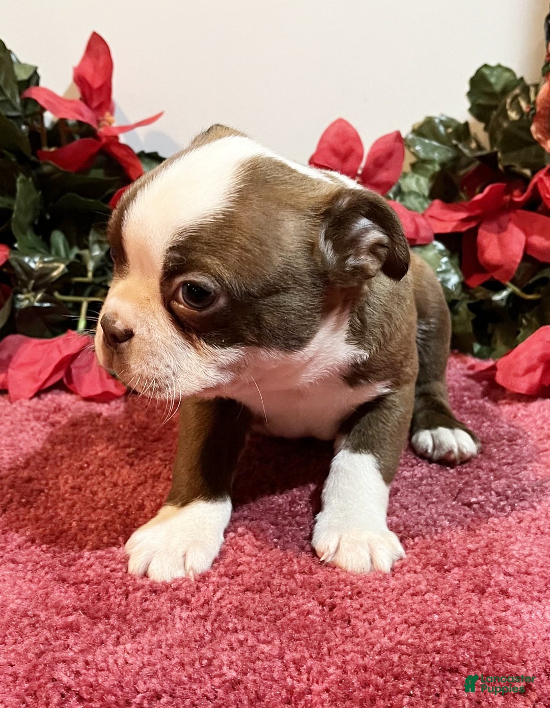 Boston Terrier dogs for sale: Rambo - Ad 3