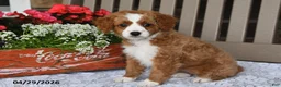 Cavapoo dogs for sale: Rose  - Ad 4