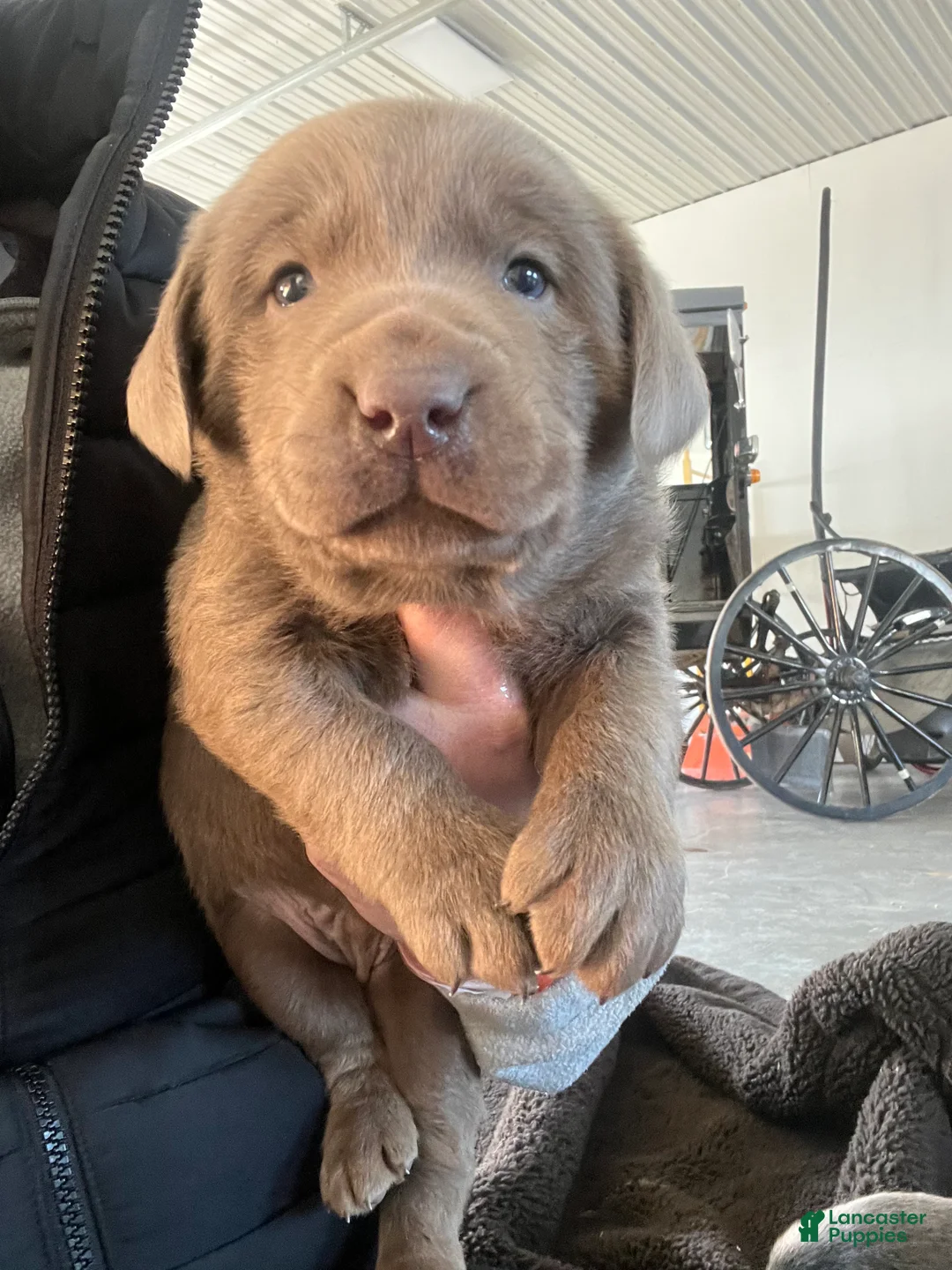 Labrador Retriever dogs for sale: Charlie - Ad 1