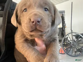 Labrador Retriever dogs Charlie - Ad 1