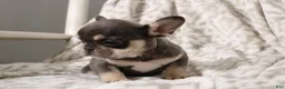 French Bulldog dogs for sale: Leo - Ad 4