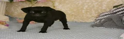 Brussels Griffon dogs for sale: Baxter - AKC - Ad 4