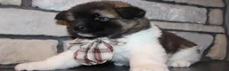 Akita dogs for sale: AKC Teddy - Ad 5
