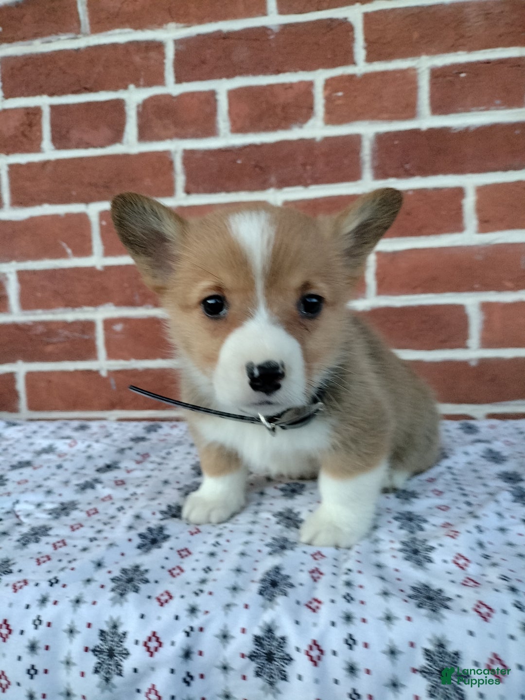 Welsh Corgi Pembroke dogs for sale: Murphy  - Ad 2