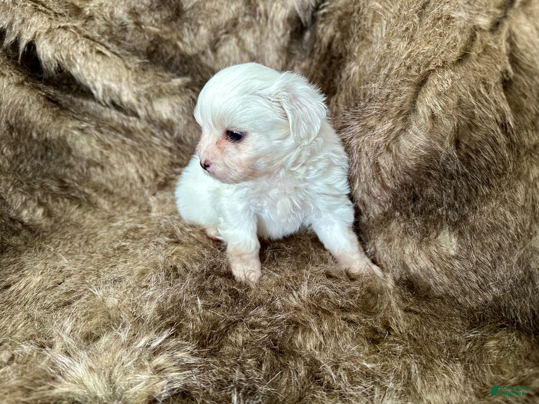Mixed Breed dogs for sale: Snow White - Ad 4