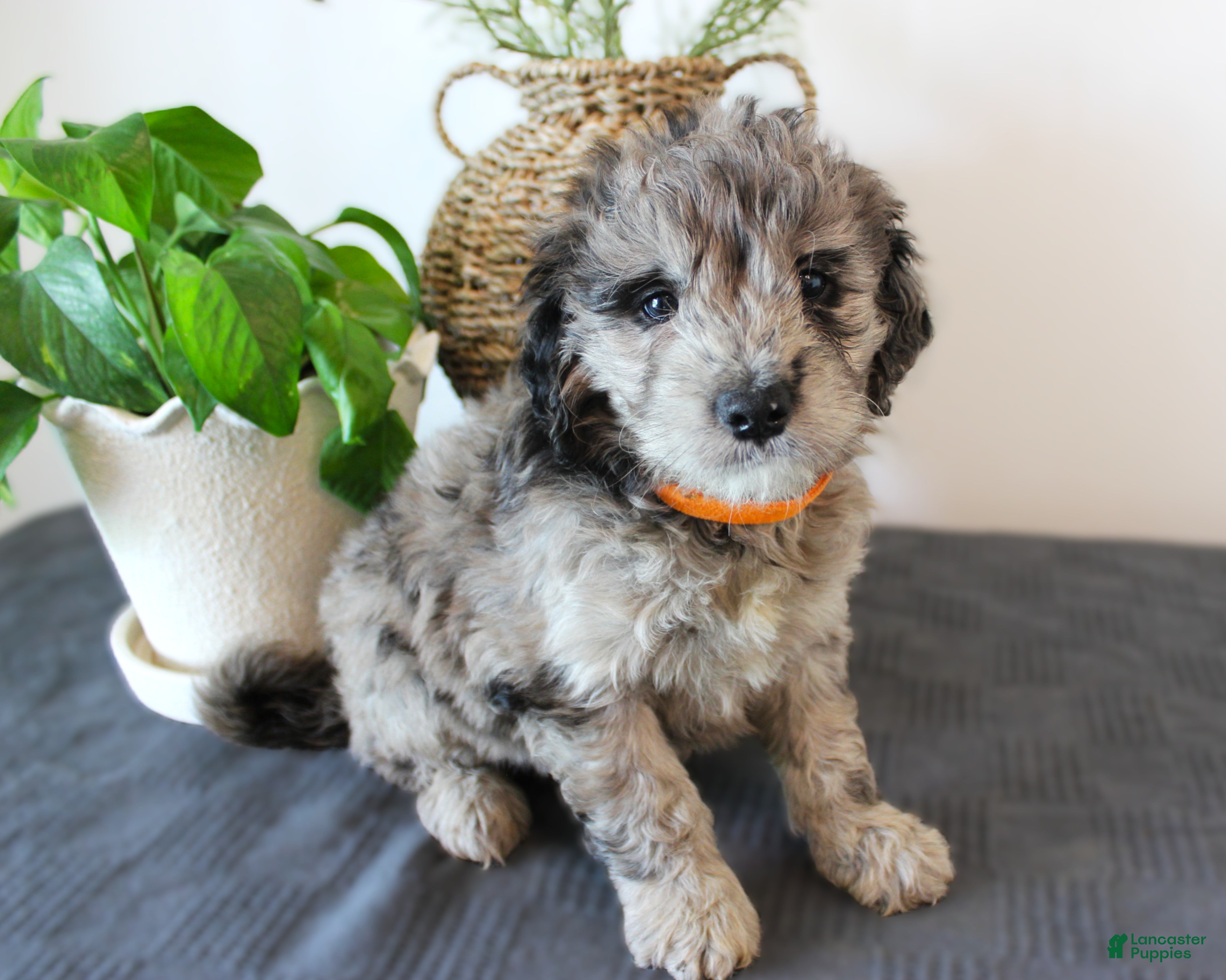 Mini Goldendoodle dogs Grover - Ad 1