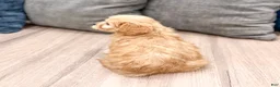 Cavachon dogs for sale: Joey - Ad 5