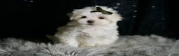 Maltese dogs for sale: Cotton - Ad 4