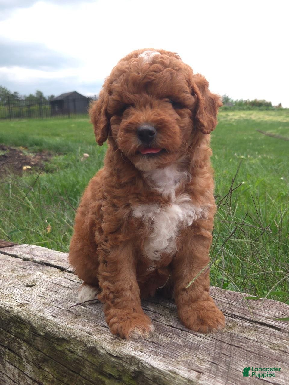 Mini Goldendoodle dogs Daisy - Ad 2