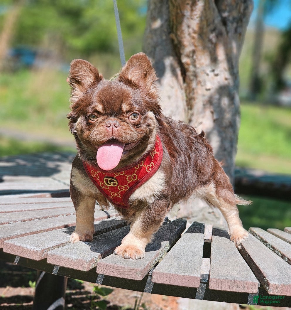 French Bulldog dogs for stud: Gossamer - Ad 1