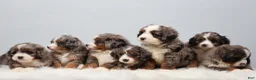 Mini Bernedoodle dogs for sale: Fido - Ad 22