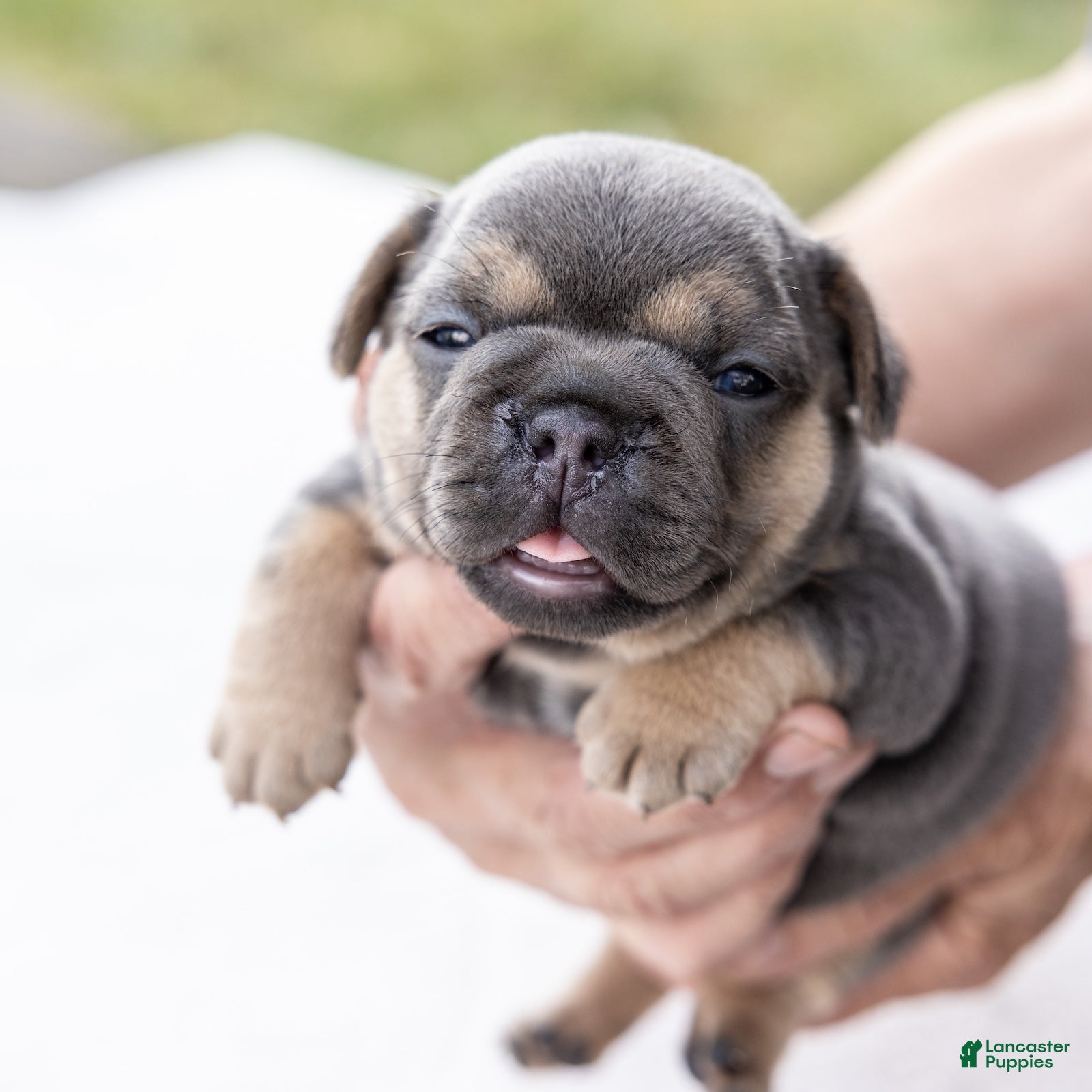 French Bulldog dogs Peter - Ad 2