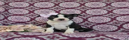Boston Terrier dogs for sale: Savanna - Ad 2