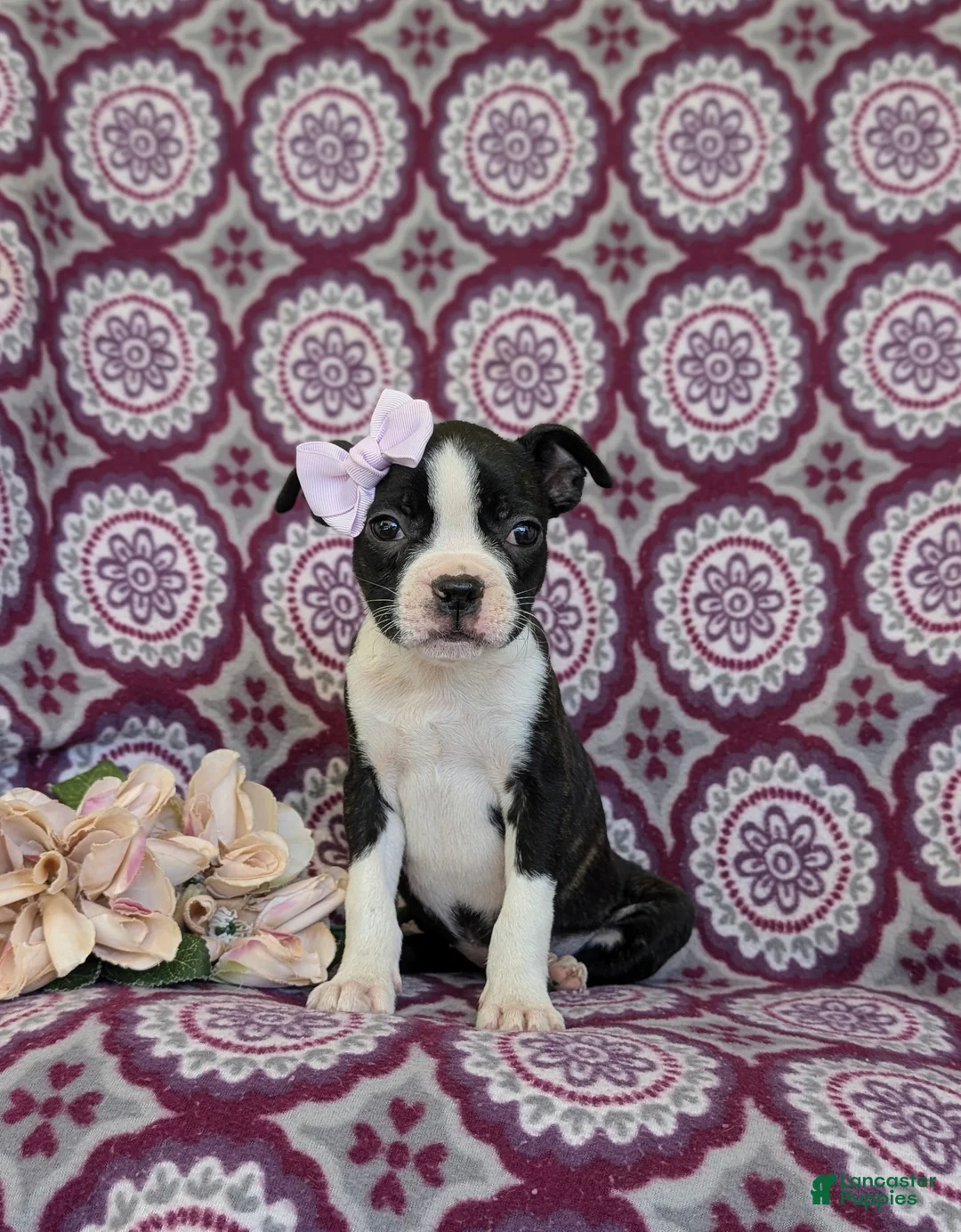 Boston Terrier dogs for sale: Savanna - Ad 2