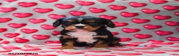 Cavalier King Charles Spaniel dogs for sale: Finley - Ad 1