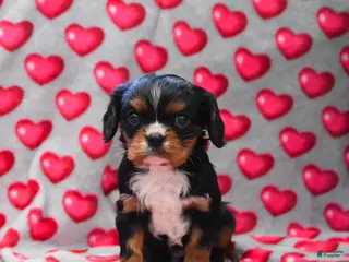 Cavalier King Charles Spaniel dogs Finley - Ad 12