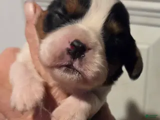 Cavalier King Charles Spaniel dogs for sale: Cavalier King Charles Spaniel Puppy 3 - Ad 1