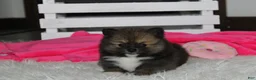 Pomeranian dogs for sale: Bailey  - Ad 3