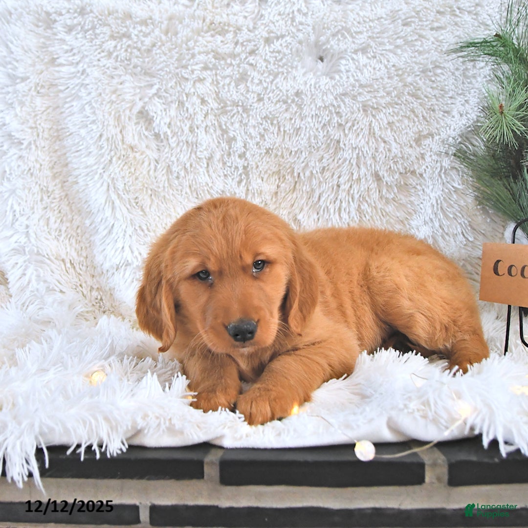 Golden Retriever dogs for sale: Cocoa - Ad 2