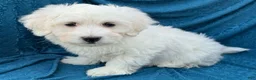 Mixed Breed dogs for sale: Seth - Ad 2