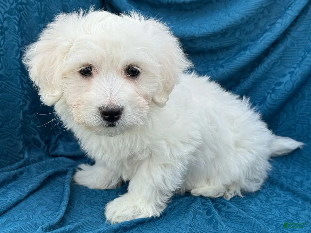 Mixed Breed dogs for sale: Seth - Ad 2