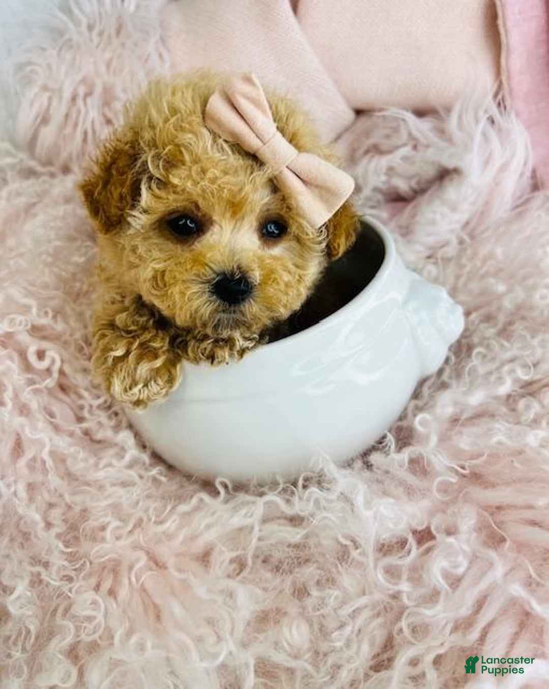 Toy Poodle dogs for sale: Toy Poodle Puppy 1 - Ad 2