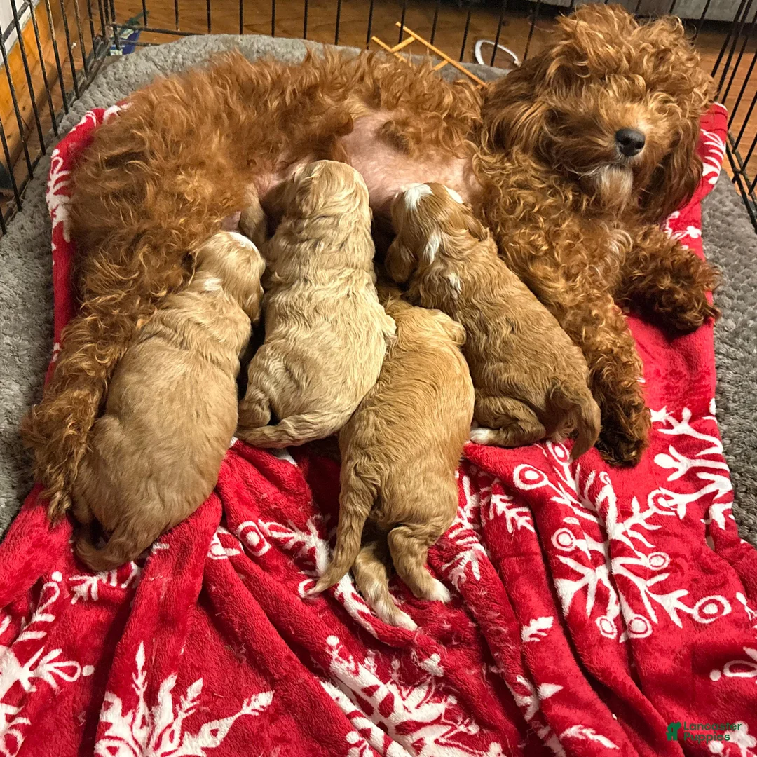 Mixed Breed dogs for sale: Mixed Breed Puppy 2 - Ad 3