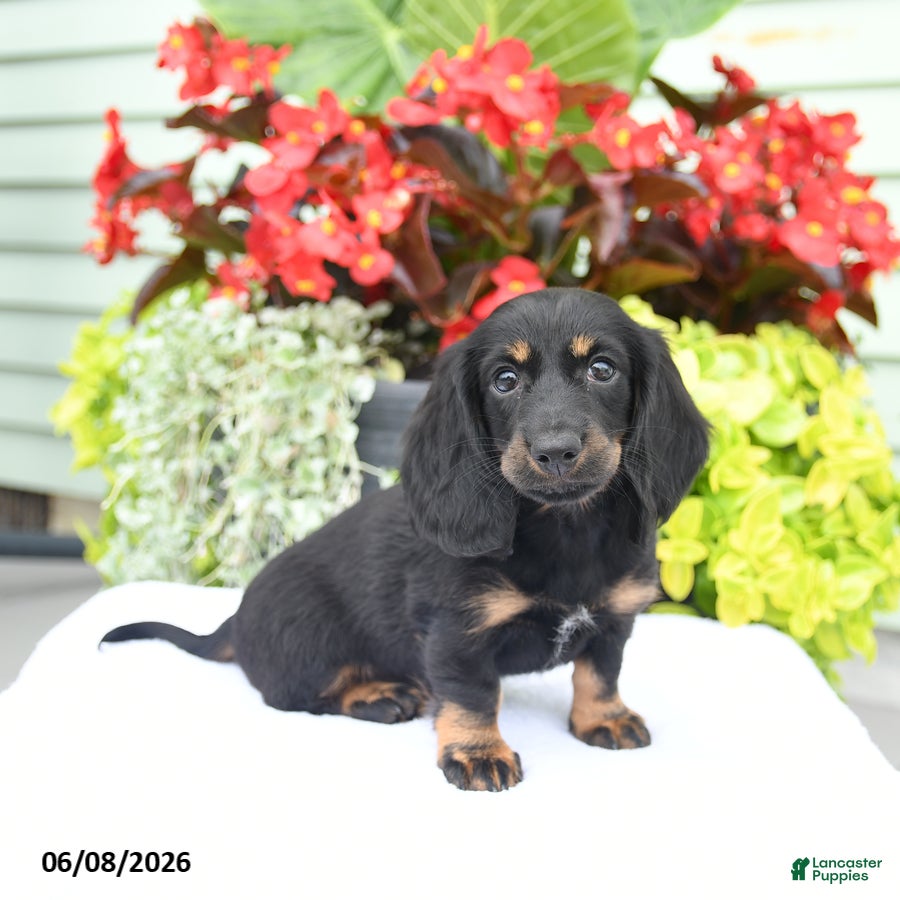 Miniature Dachshund dogs Oakley - Ad 1