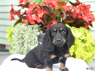 Miniature Dachshund dogs for sale: Oakley - Ad 4