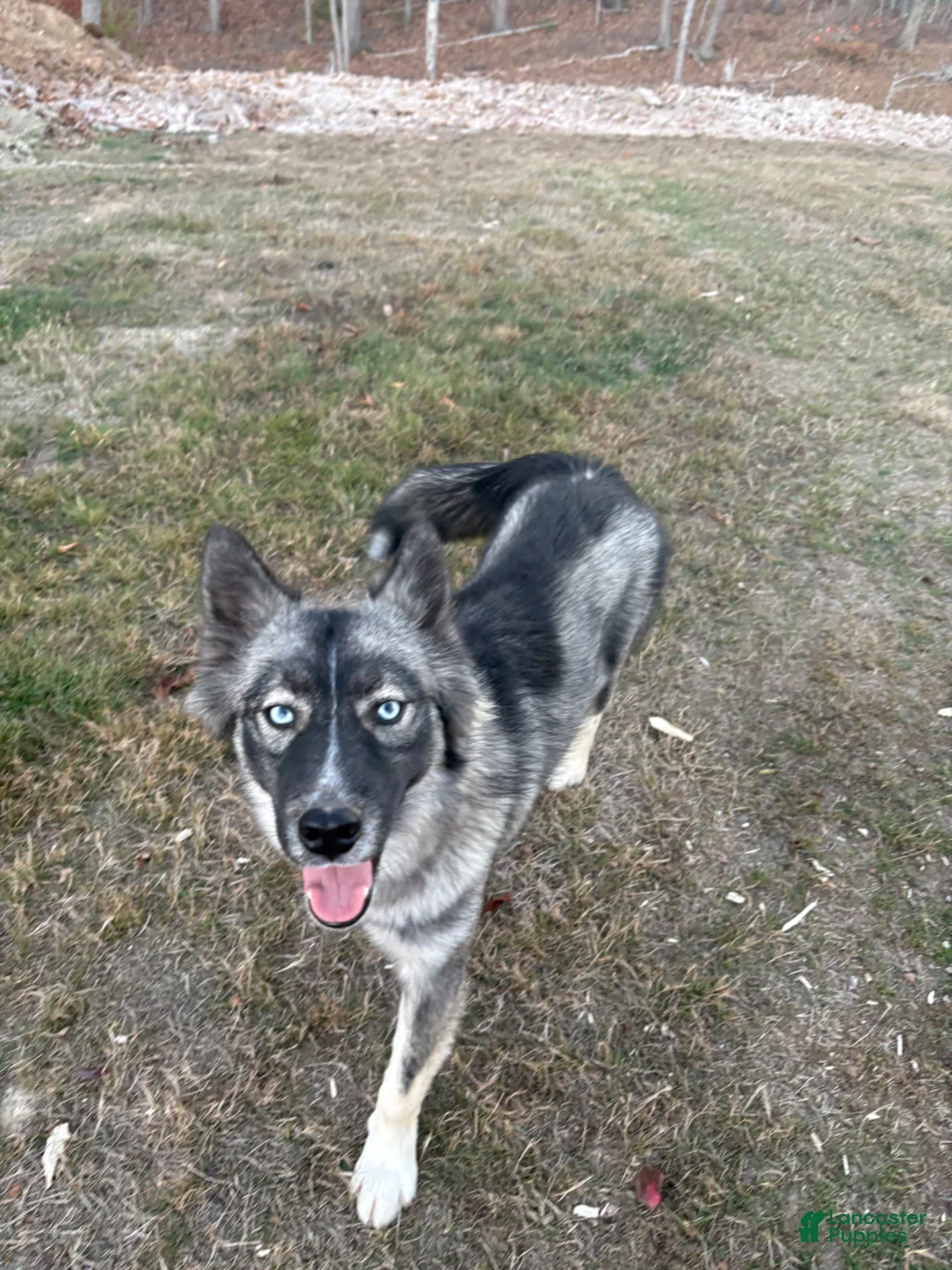 Siberian Husky dogs for sale: TOLVER - Ad 2