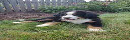 Bernese Mountain Dog dogs for sale: Lightning - Ad 5