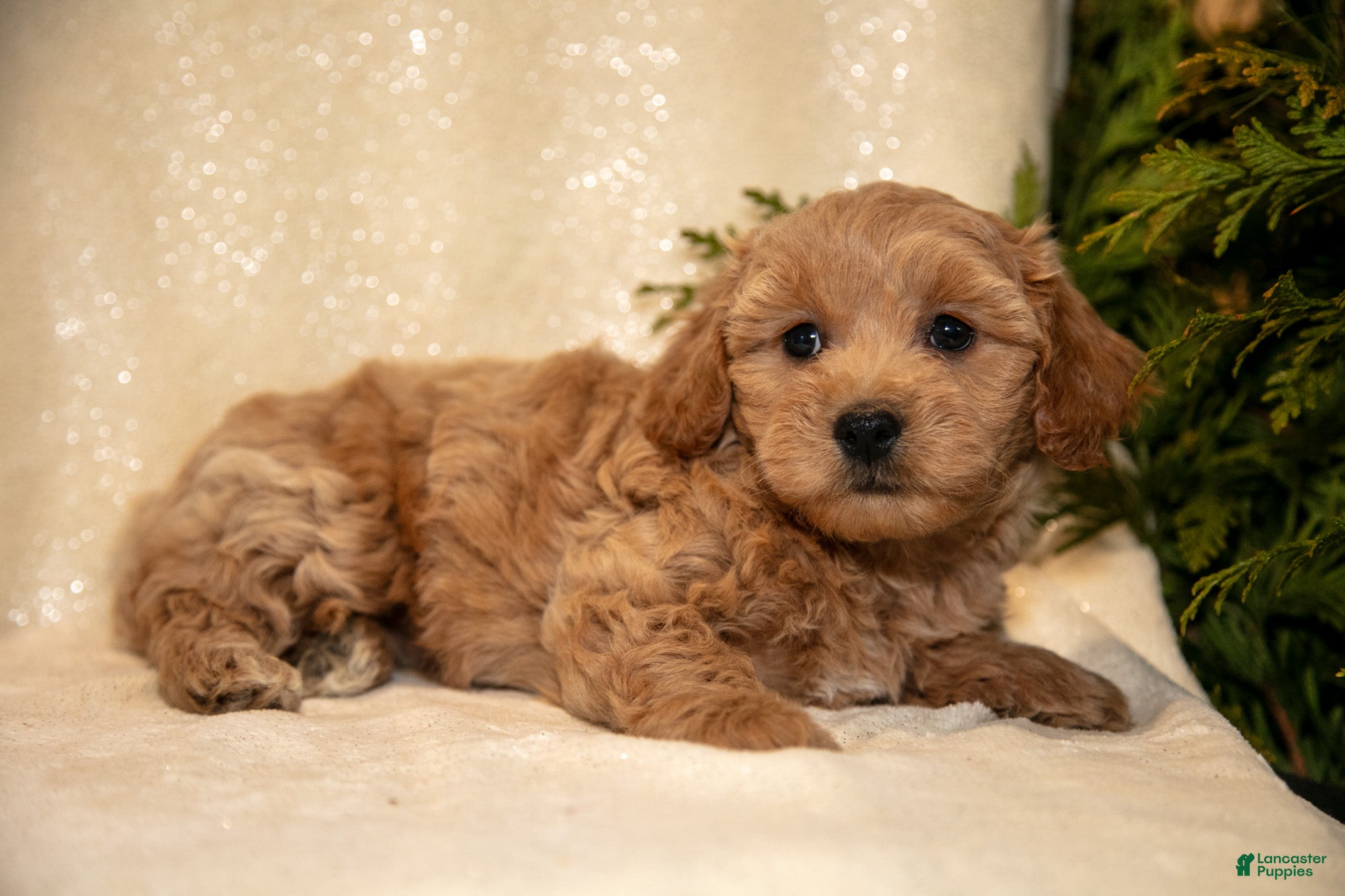 Bichpoo dogs Ruby - Ad 9